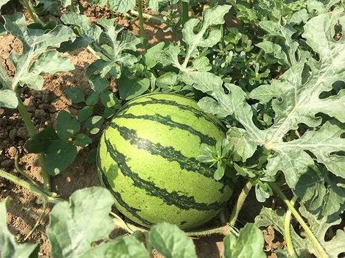 疫情期间娱乐圈吃瓜